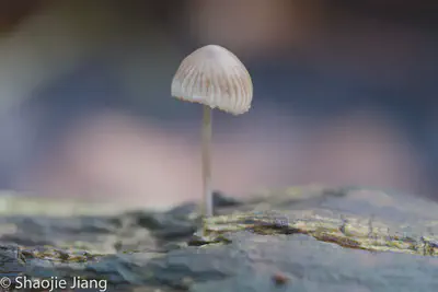 蘑菇，105mm微距